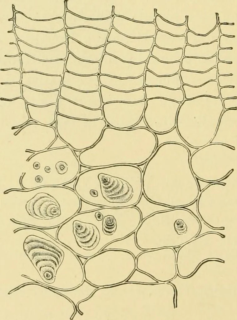An illustration from The microscopy of vegetable foods, 1906, leaf 435