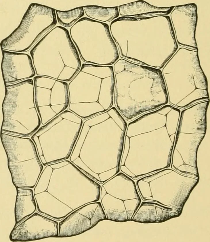 An illustration from The microscopy of vegetable foods, 1906, leaf 435