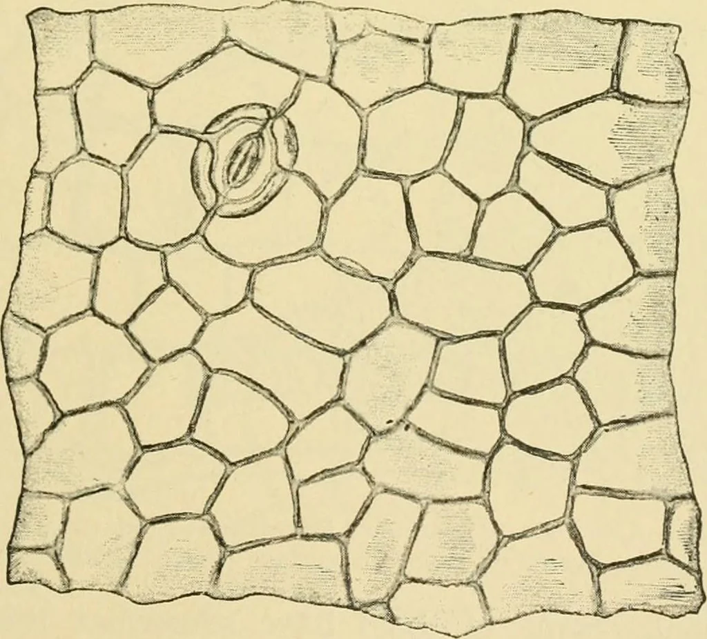 An illustration from The microscopy of vegetable foods, 1906, leaf 436