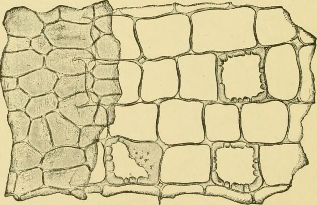 An illustration from The microscopy of vegetable foods, 1906, leaf 437