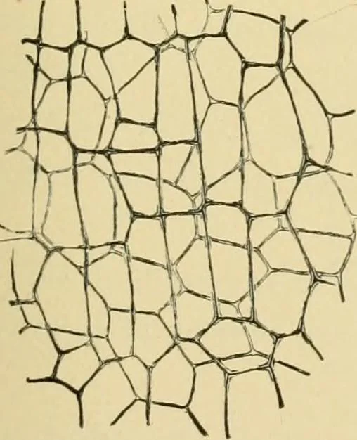 An illustration from The microscopy of vegetable foods, 1906, leaf 438