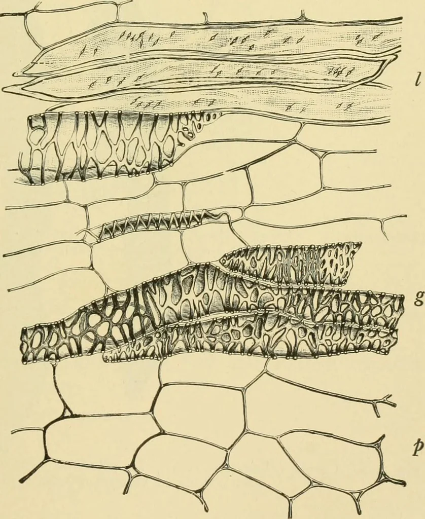 An illustration from The microscopy of vegetable foods, 1906, leaf 438