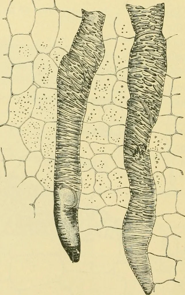 An illustration from The microscopy of vegetable foods, 1906, leaf 439