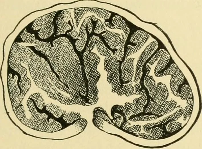 An illustration from The microscopy of vegetable foods, 1906, leaf 442