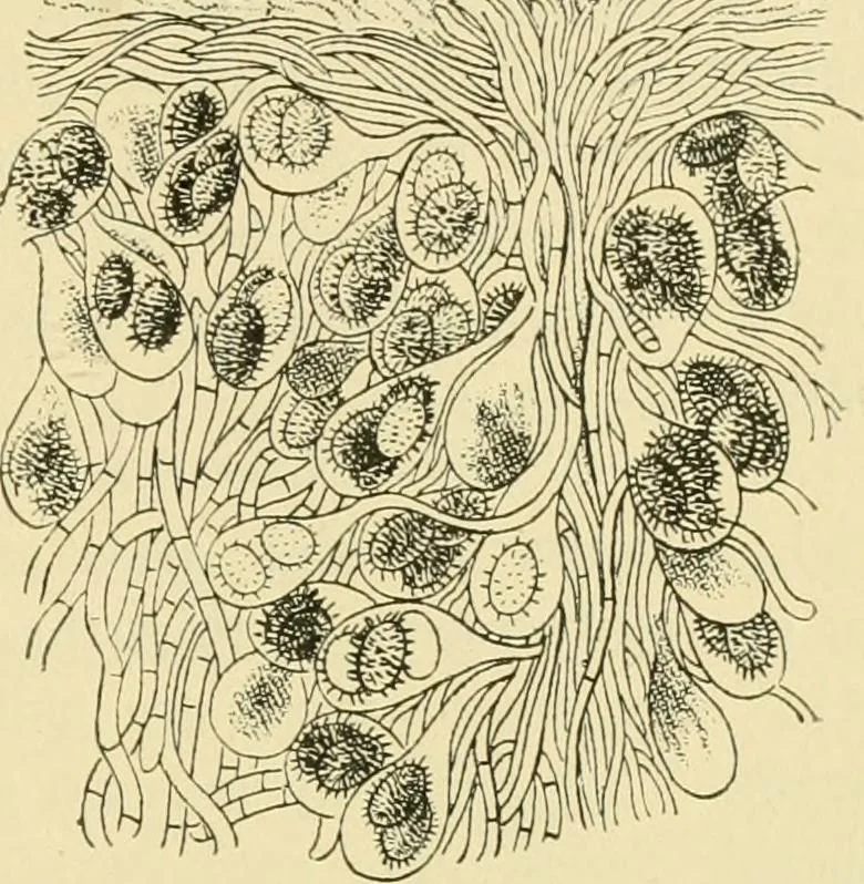 An illustration from The microscopy of vegetable foods, 1906, leaf 442
