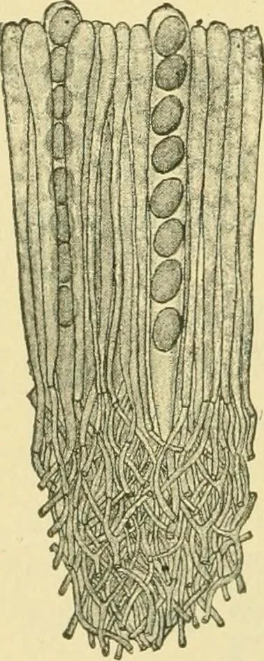 An illustration from The microscopy of vegetable foods, 1906, leaf 443