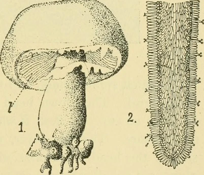 An illustration from The microscopy of vegetable foods, 1906, leaf 444
