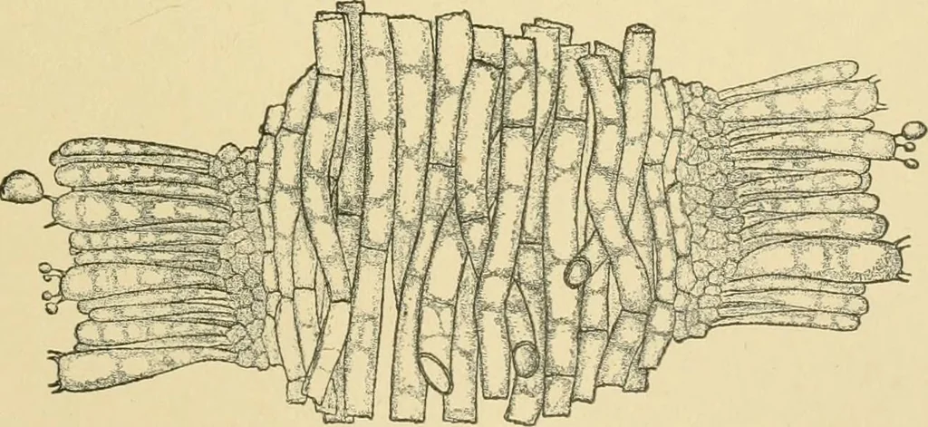 An illustration from The microscopy of vegetable foods, 1906, leaf 444
