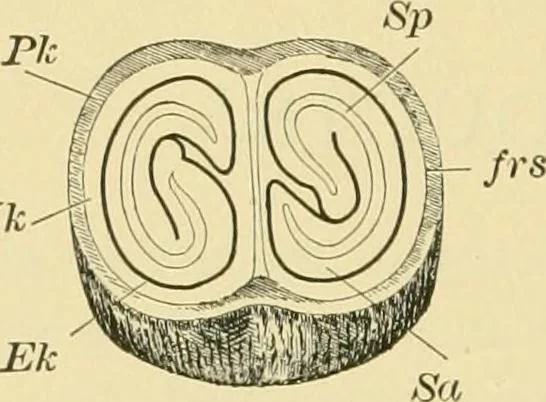 An illustration from The microscopy of vegetable foods, 1906, leaf 449