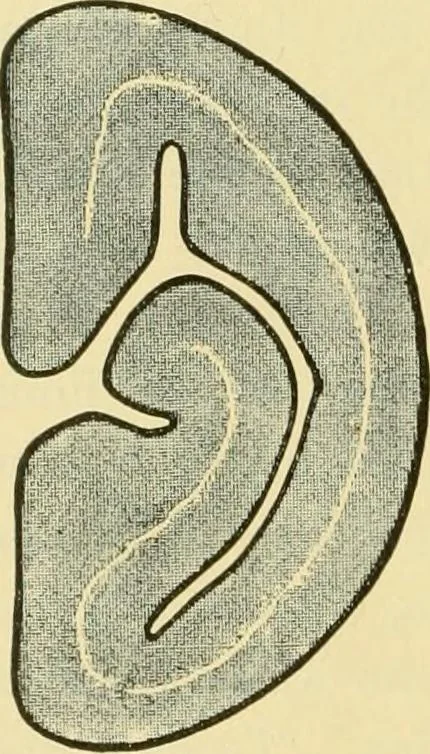 An illustration from The microscopy of vegetable foods, 1906, leaf 449