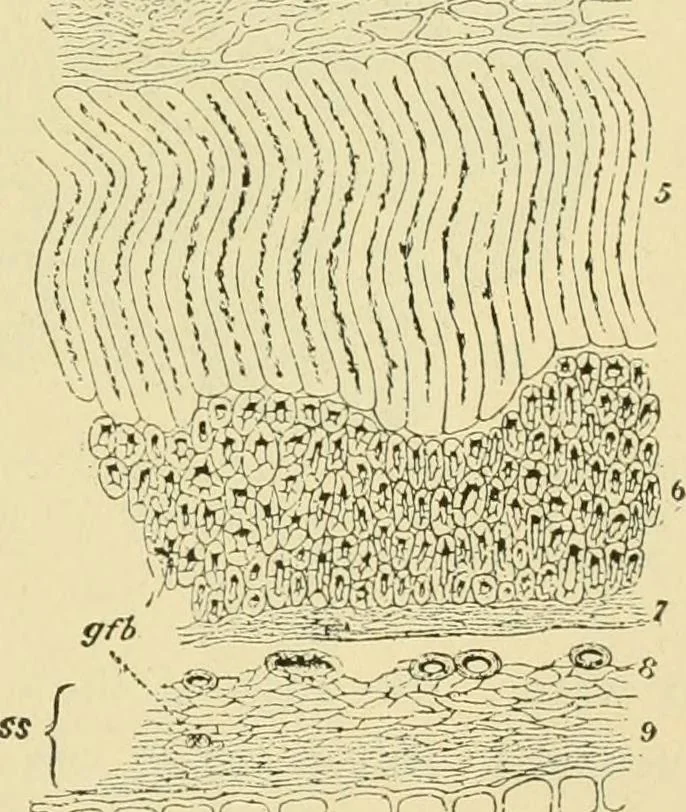 An illustration from The microscopy of vegetable foods, 1906, leaf 450
