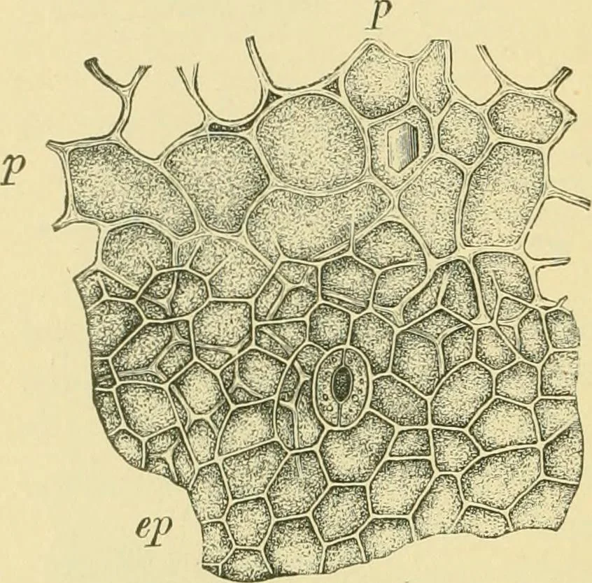 An illustration from The microscopy of vegetable foods, 1906, leaf 451