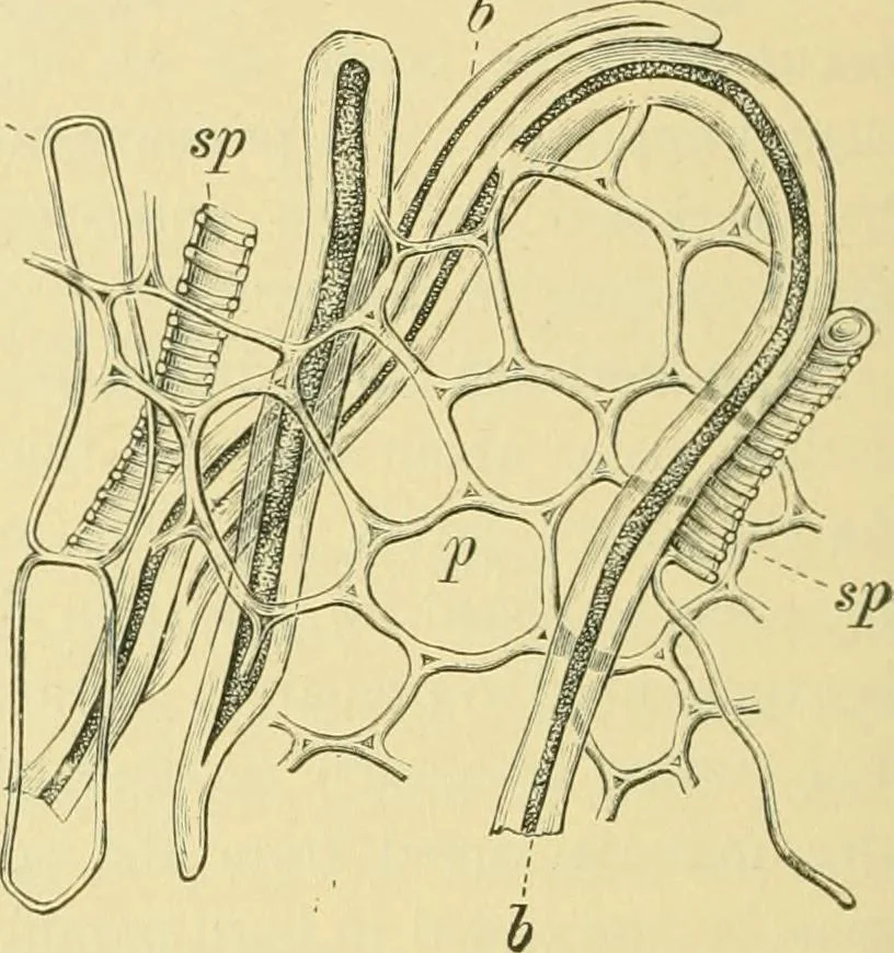 An illustration from The microscopy of vegetable foods, 1906, leaf 451