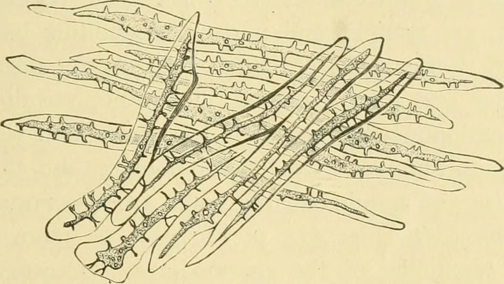 An illustration from The microscopy of vegetable foods, 1906, leaf 452