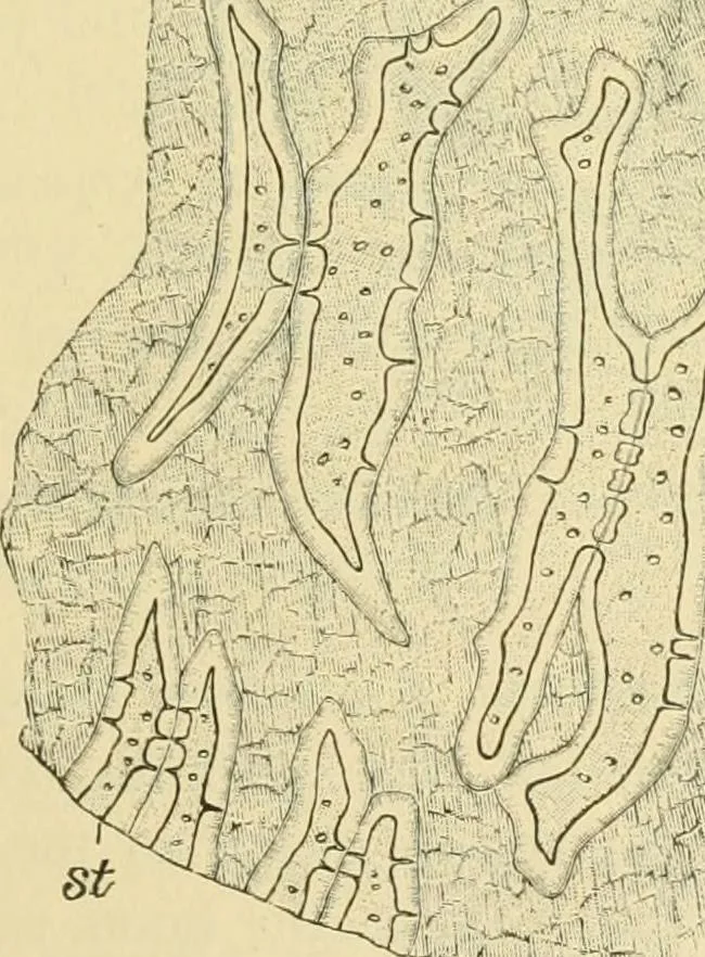 An illustration from The microscopy of vegetable foods, 1906, leaf 452