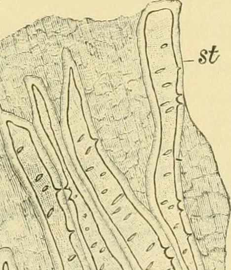 An illustration from The microscopy of vegetable foods, 1906, leaf 452