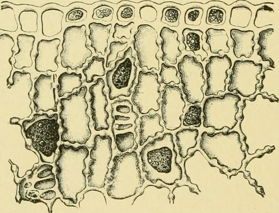 An illustration from The microscopy of vegetable foods, 1906, leaf 453