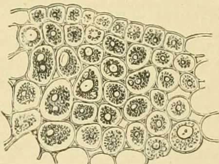 An illustration from The microscopy of vegetable foods, 1906, leaf 454