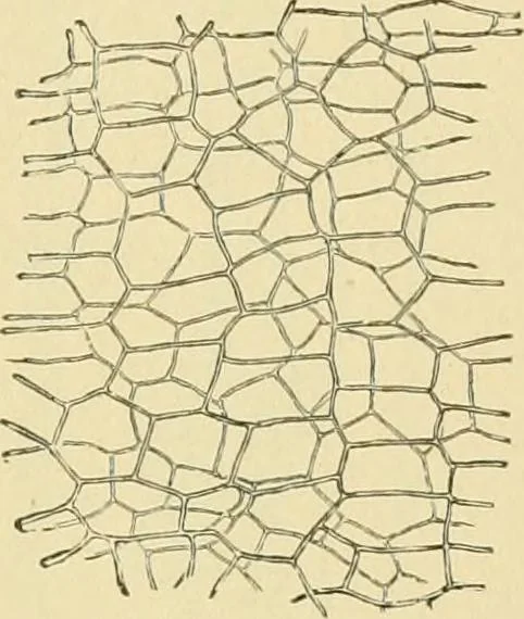 An illustration from The microscopy of vegetable foods, 1906, leaf 460