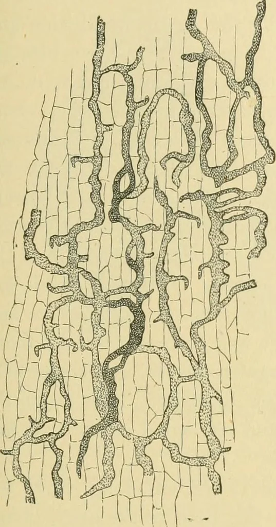 An illustration from The microscopy of vegetable foods, 1906, leaf 462