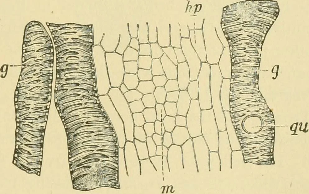 An illustration from The microscopy of vegetable foods, 1906, leaf 462