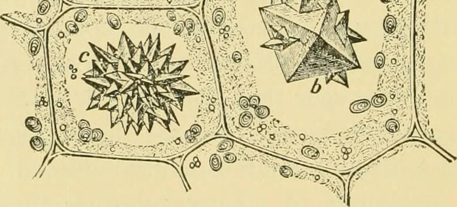 An illustration from The microscopy of vegetable foods, 1906, leaf 47