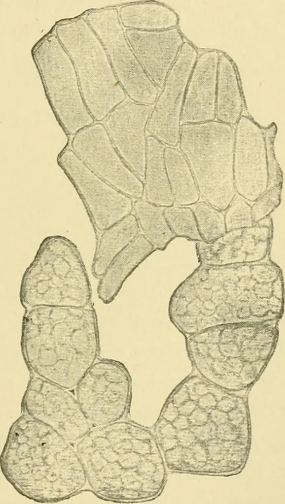 An illustration from The microscopy of vegetable foods, 1906, leaf 472