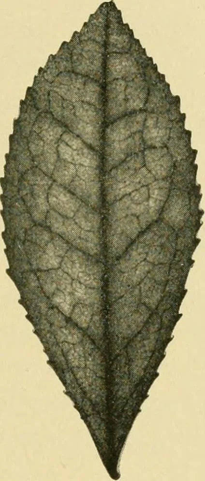 An illustration from The microscopy of vegetable foods, 1906, leaf 474