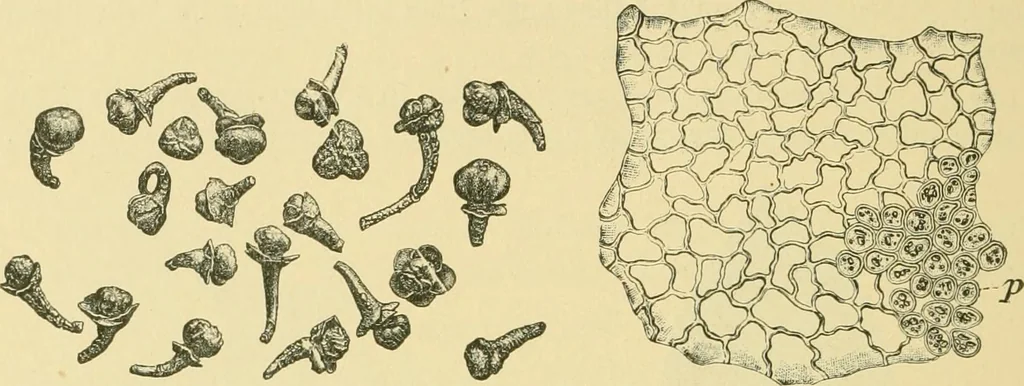 An illustration from The microscopy of vegetable foods, 1906, leaf 475