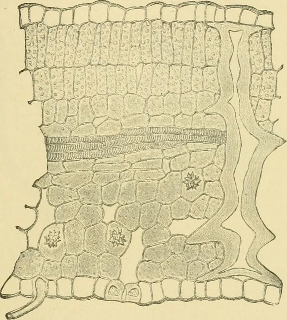 An illustration from The microscopy of vegetable foods, 1906, leaf 476