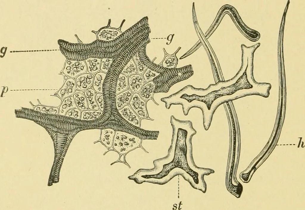 An illustration from The microscopy of vegetable foods, 1906, leaf 477