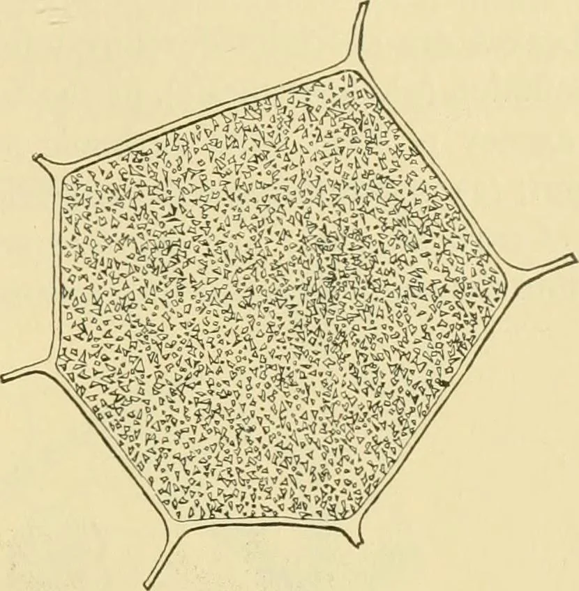 An illustration from The microscopy of vegetable foods, 1906, leaf 48
