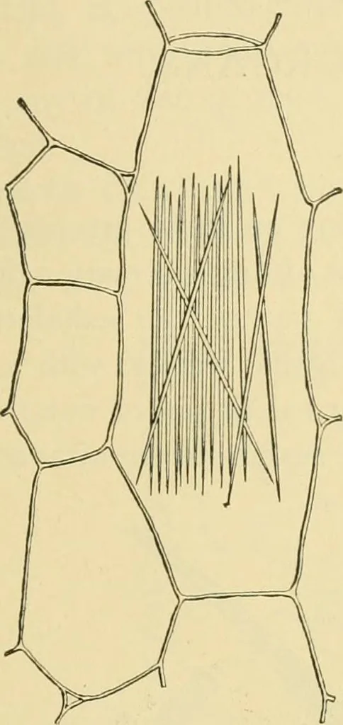 An illustration from The microscopy of vegetable foods, 1906, leaf 48