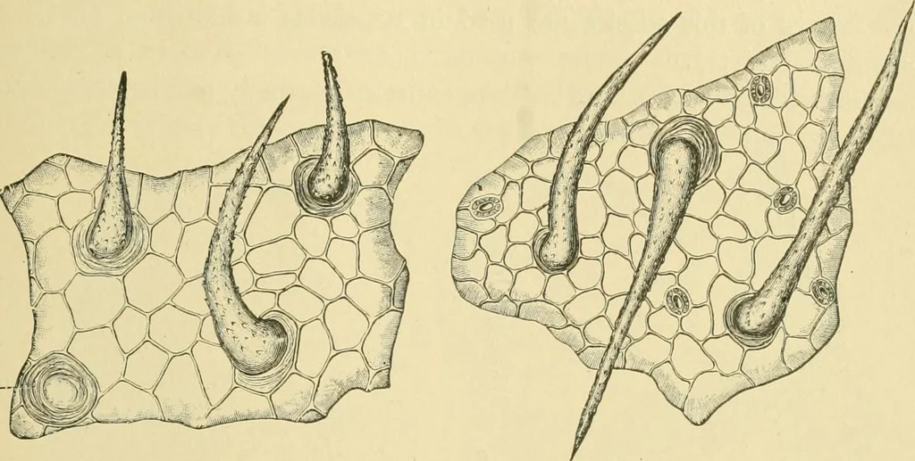 An illustration from The microscopy of vegetable foods, 1906, leaf 480