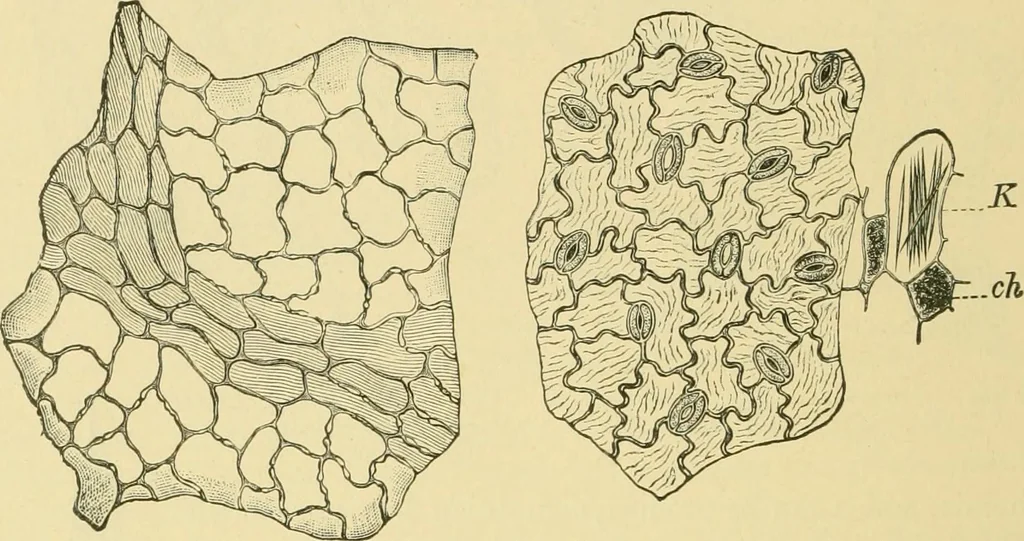An illustration from The microscopy of vegetable foods, 1906, leaf 481