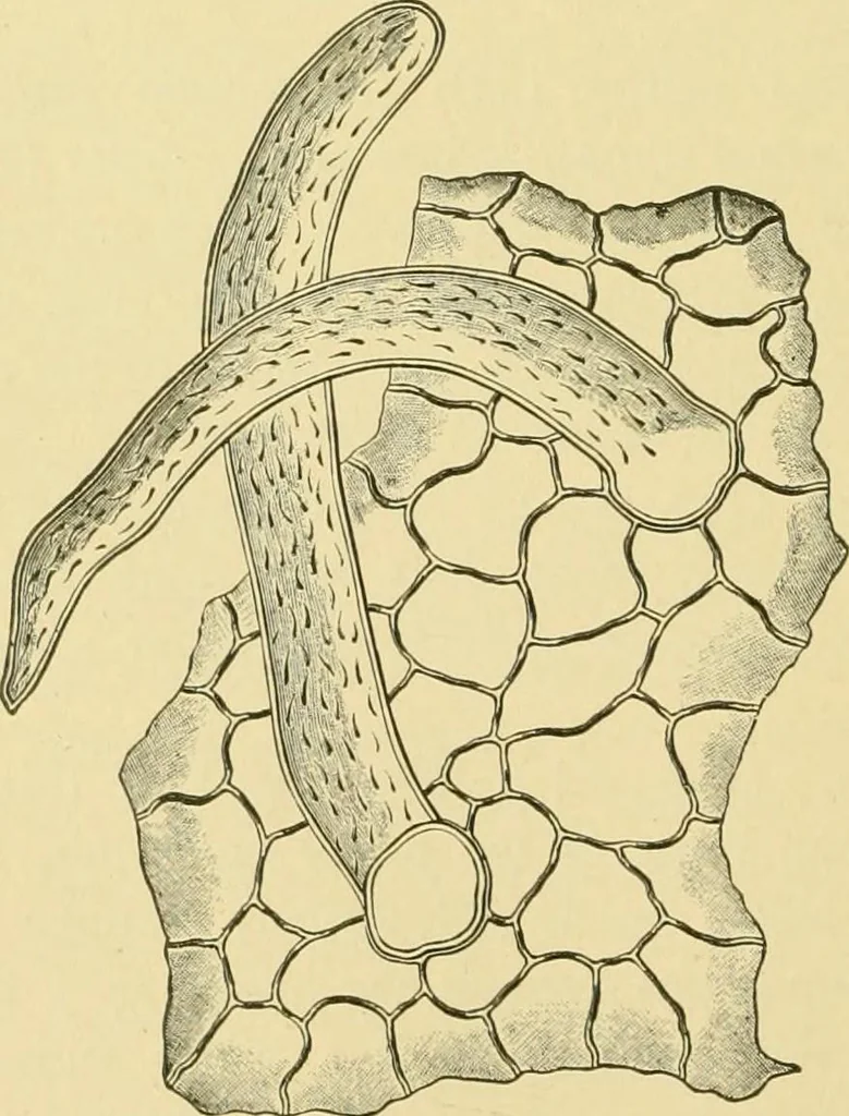 An illustration from The microscopy of vegetable foods, 1906, leaf 481