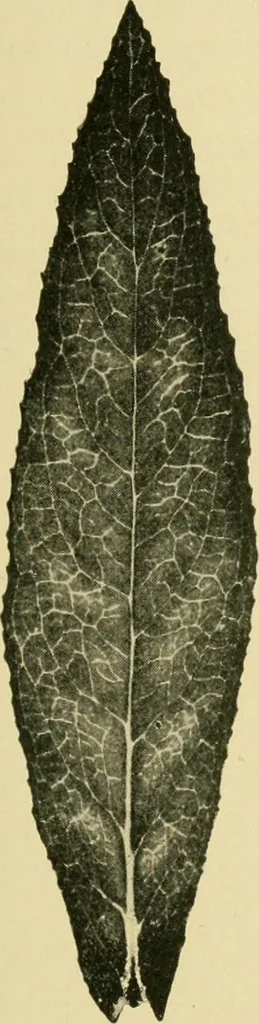 An illustration from The microscopy of vegetable foods, 1906, leaf 482
