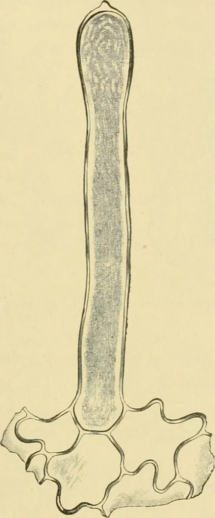An illustration from The microscopy of vegetable foods, 1906, leaf 482