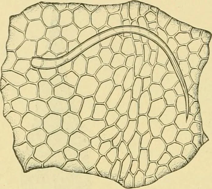 An illustration from The microscopy of vegetable foods, 1906, leaf 483