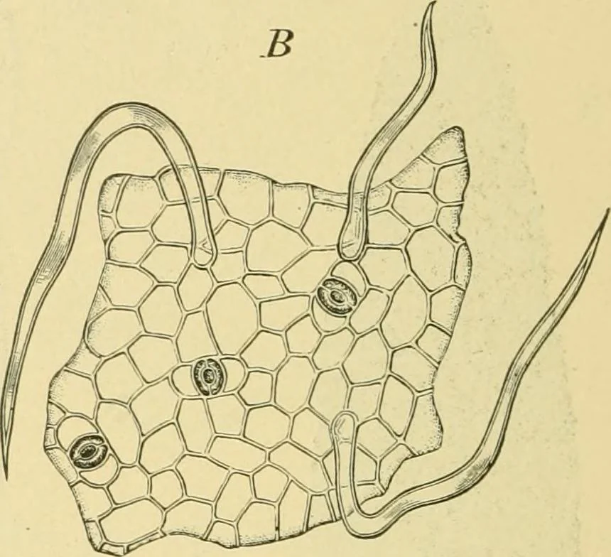 An illustration from The microscopy of vegetable foods, 1906, leaf 483
