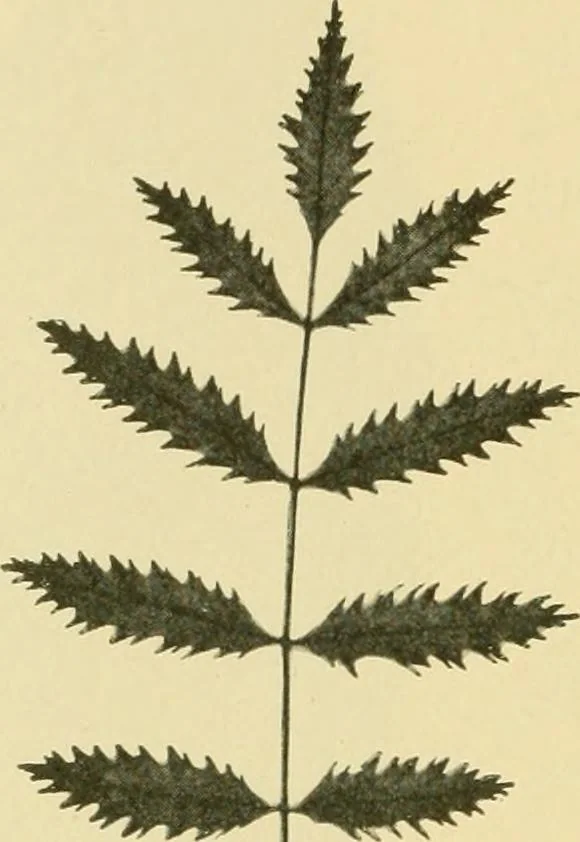 An illustration from The microscopy of vegetable foods, 1906, leaf 485