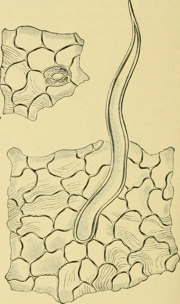 An illustration from The microscopy of vegetable foods, 1906, leaf 485