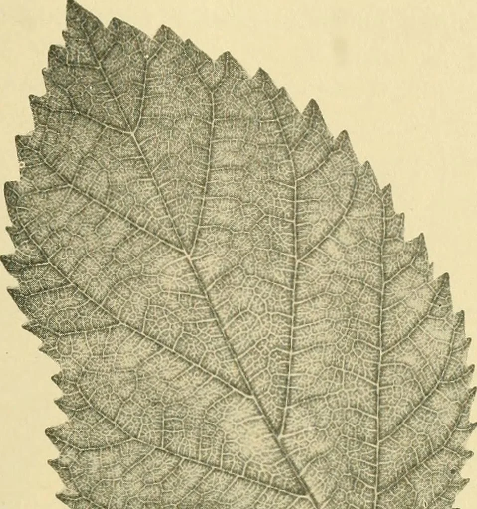 An illustration from The microscopy of vegetable foods, 1906, leaf 486