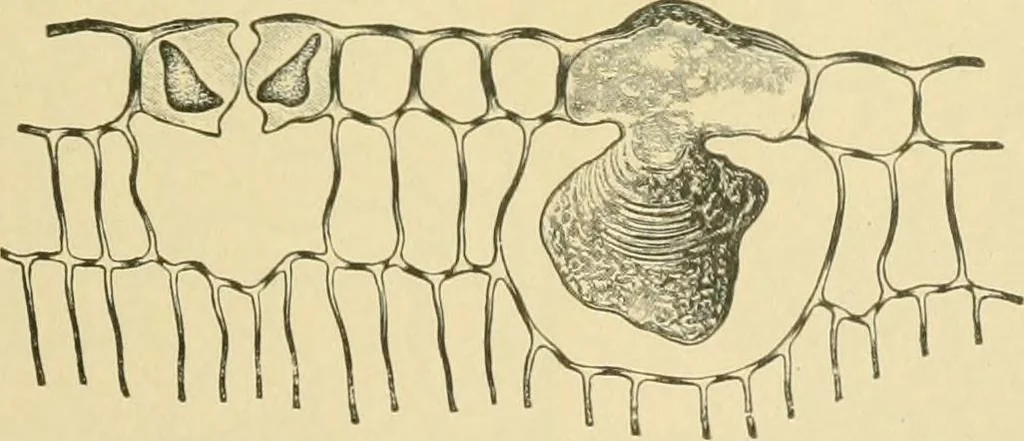An illustration from The microscopy of vegetable foods, 1906, leaf 486