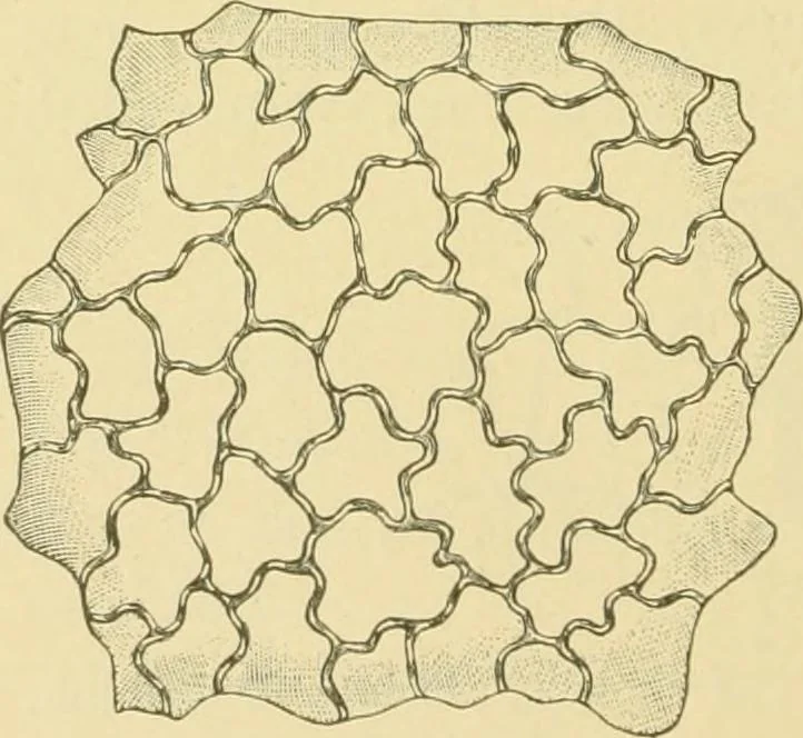 An illustration from The microscopy of vegetable foods, 1906, leaf 487