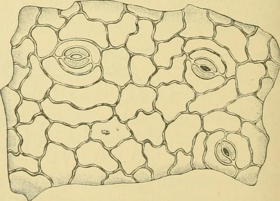 An illustration from The microscopy of vegetable foods, 1906, leaf 487