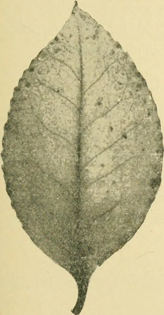 An illustration from The microscopy of vegetable foods, 1906, leaf 488