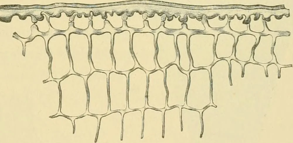 An illustration from The microscopy of vegetable foods, 1906, leaf 488