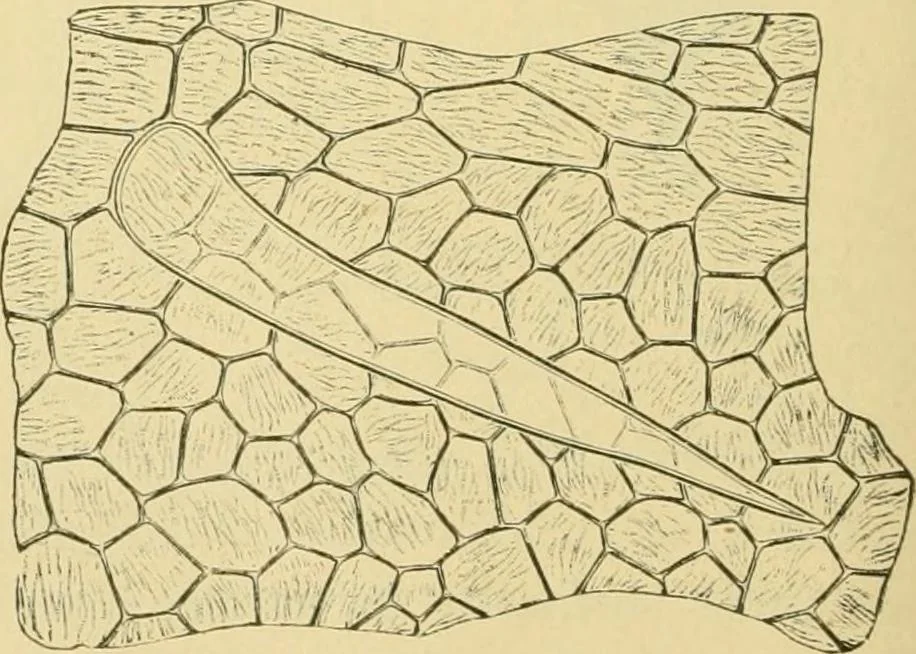 An illustration from The microscopy of vegetable foods, 1906, leaf 489