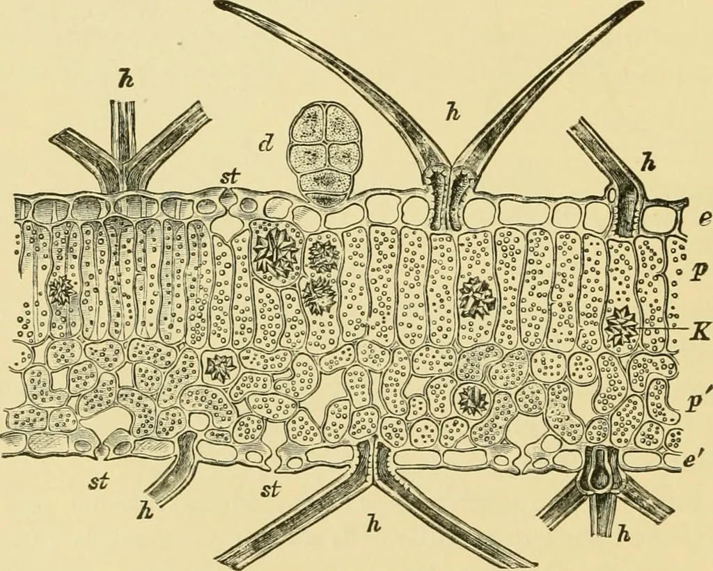 An illustration from The microscopy of vegetable foods, 1906, leaf 49